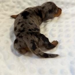 Male shorthaired dapple - Black and tan male Dachshund puppy in Wahiawa, Hawaii from Versatile Ohana