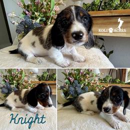 Knight - AKC - Wirehair - Black and tan male Dachshund puppy in Kemp, Texas from Koli Acres