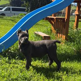 Purple callor - Gray brindle female Cane Corso puppy in Morgan Hill, California from Corso Empire