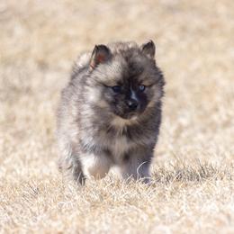 Pomsky Puppies from New World Pomskies