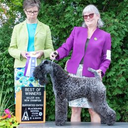 Kerry Blue Terrier All Grown Up from Cavan Kerry Blues