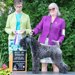 Kerry Blue Terrier All Grown Up from Cavan Kerry Blues