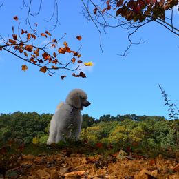 Poodle Puppies from D and D Standard Poodles