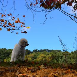 Poodle Puppies from D and D Standard Poodles