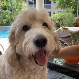 Gigi - Double Doodle