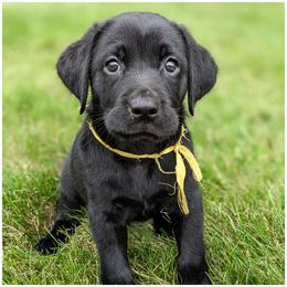 Goldendoodle, Labradoodle, Labrador Retriever, Poodle, and Sheepadoodle Puppies from Apple Creek Doodles