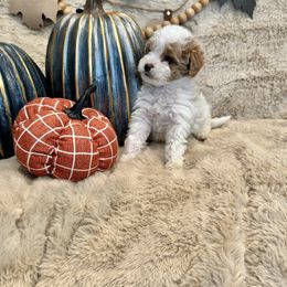 Bernedoodle, Goldendoodle, and Poodle Puppies from Anam Cara Pups
