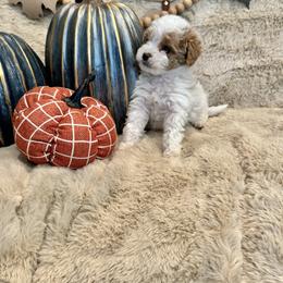 Bernedoodle, Goldendoodle, and Poodle Puppies from Anam Cara Pups