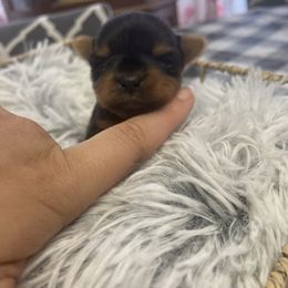 French Bulldog and Yorkshire Terrier Puppies from Katie’s Yorkies & Frenchies