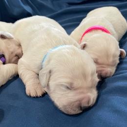 Golden Retriever puppies from Blair Family Goldens
