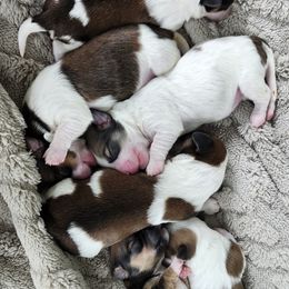 Havanese Puppies from Juniper Grove Havanese