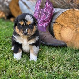Blair - Blue merle female Australian Shepherd puppy in Salem, Oregon from Steady Aim Aussies