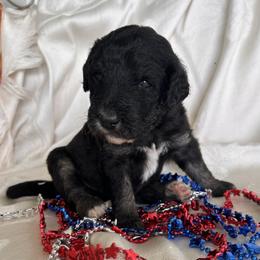 River - Black phantom male Aussiedoodle puppy in Kings Mountain, North Carolina from Champion Farms Doodles