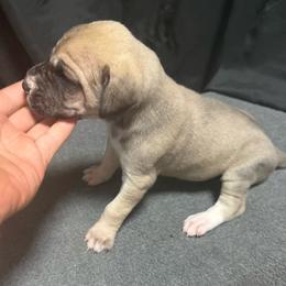 Girl 3 - Fawn female Great Dane puppy in Indianola, Iowa from Bull West Kennels