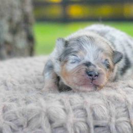 Hunter - Blue merle male Pomeranian puppy in Bremen, Indiana from AMS Pomeranians and Pomskies in Indiana