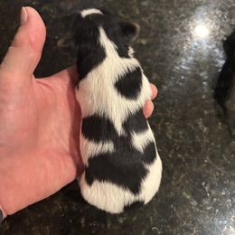 Lambo - Parti male Yorkshire Terrier puppy in Ontario, California from Yorkie Wonderlands