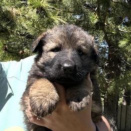 German Shepherd puppies from Spartan German Shepherds