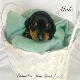 Dachshund Puppies from Marissa's Dachshunds (BooneDox Mini Dachshunds)