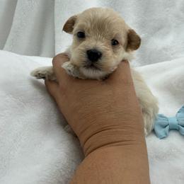 Milo - Apricot male Maltipoo puppy in Turlock, California from 209PuppiesCaliforniaMaltipoo