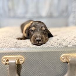 Boy 3 - Black and tan male Dachshund puppy in Anderson, Alabama from Pasek Kennels
