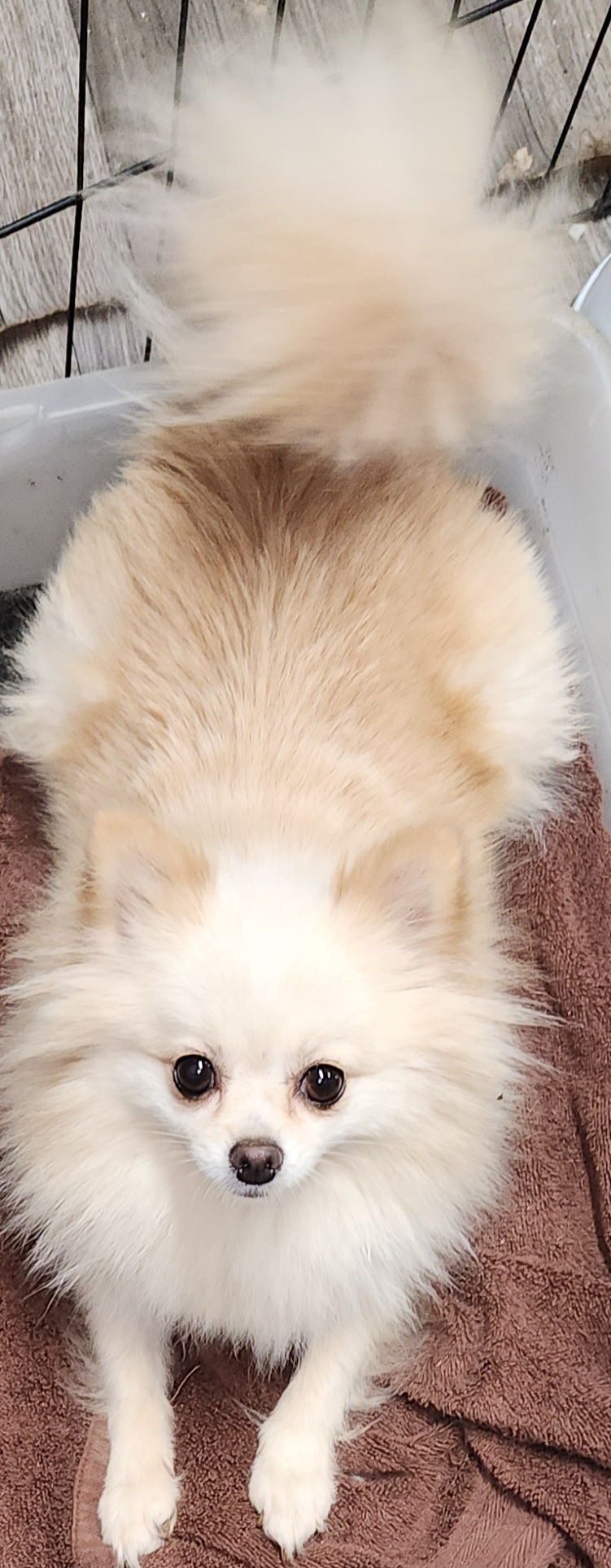 Chloe - Pomeranian