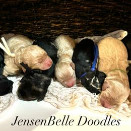 Bernedoodles, Goldendoodles, and Poodles from JensenBelle Doodles
