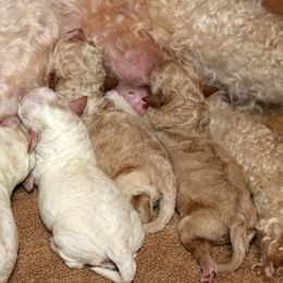 Lagotto Romagnolo Puppies from Montagna del Mare Lagotto Romagnolo