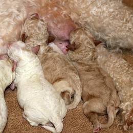 Lagotto Romagnolo Puppies from Montagna del Mare Lagotto Romagnolo