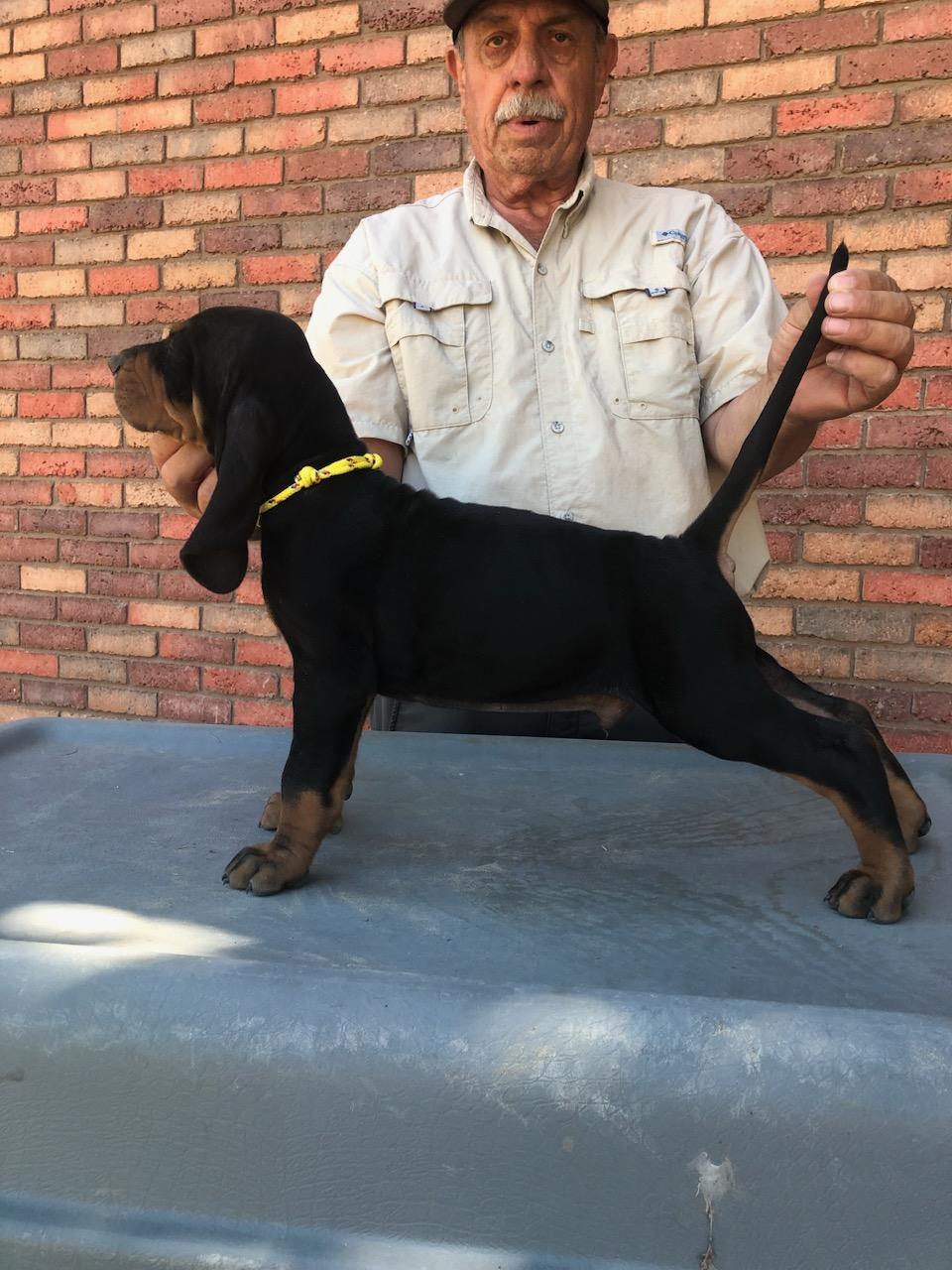 Jackman Kennels in Utah Black and Tan Coonhound puppies Good Dog