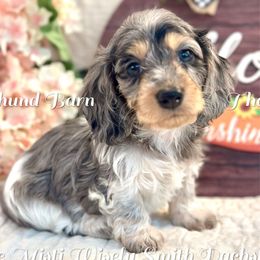 Kate - Black and cream female Dachshund puppy in Hensley, Arkansas from The Dachshund Barn