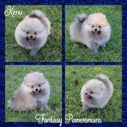 Kenu - Cream sable male Pomeranian puppy in Anna, Texas from Fantasy Pomeranians & Fantasy Aussies