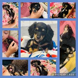 Xander - Black and cream male Dachshund puppy in Altus, Oklahoma from Johnson Prairie Pups