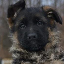 German Shepherds from Becky Fleming's German Shepherds