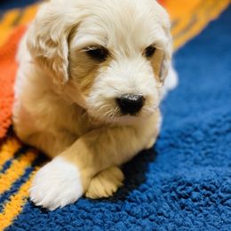 Cavapoo, Goldendoodle, and Poodle Puppies from Alpine Poodle and Doodle
