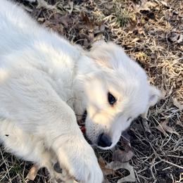 Golden Retriever Puppies from Good Life Goldens