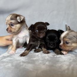 Chihuahua Puppies from Petite Pups