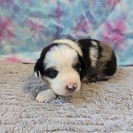 Boy 1 - Blue merle male Miniature Australian Shepherd puppy in Church Hill, Tennessee from Hippie Dog Haven
