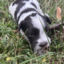Liver Parti Male - Parti male Miniature Schnauzer puppy in Clover, South Carolina from Bobo’s Babies Kennels