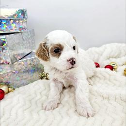 Rosemary - Red female Bernedoodle puppy in Granton, Wisconsin from Rose River Farms