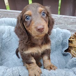 Bosco - Chocolate and tan male Dachshund puppy in Mountain Grove, Missouri from Callaway Country Dachshunds