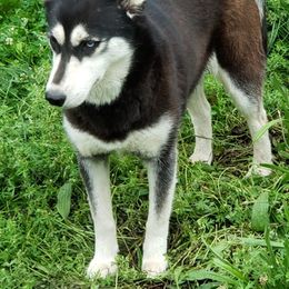 Siberian Huskies from Case's Canines