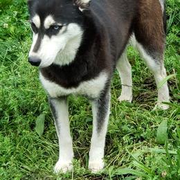 Siberian Huskies from Case's Canines