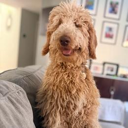 Molly - Labradoodle