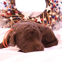 Lexus - Chocolate female Goldendoodle puppy in Arlington, Texas from Chambers Doodle Patch