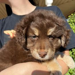 Cupid - Red tri-color male Australian Shepherd puppy in Piedmont, Oklahoma from HeartDriven Aussies