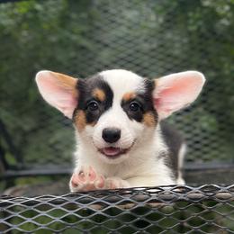 Navy Mismark - Black and white female American Corgi puppy in Hope, Arkansas from Foxy Knoll Farm