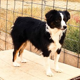 Miniature Australian Shepherds from Mills Aussies