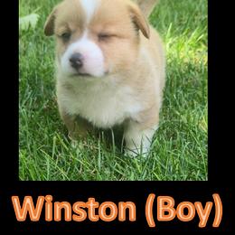 Pembroke Welsh Corgi Puppies from Dave's Corgi Ranch