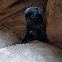 Jenna - Black female Pug puppy in Fall Creek, Wisconsin from Heartville Pugs