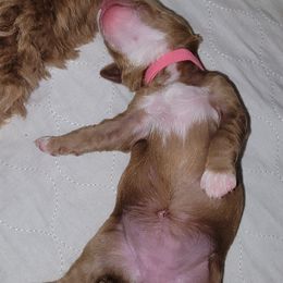 Australian Labradoodle Puppies from Lindsey's Loving Labradoodles